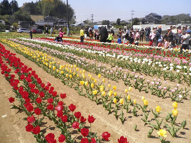 2年目の「被災地に花を咲かせよう」プロジェクト（本渡RC）