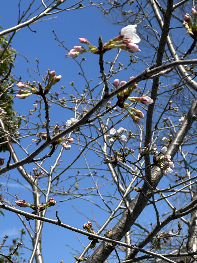 お花見例会（宇土RC）