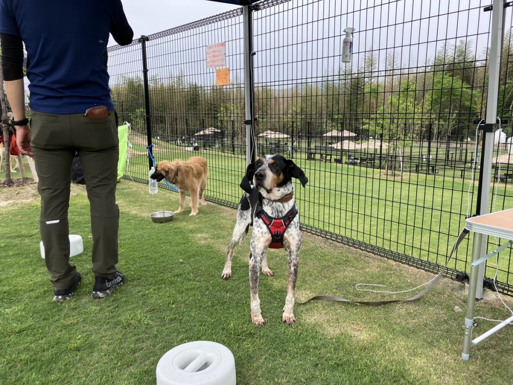 【社会奉仕活動】第1回火の国ワンニャンs犬譲渡会開催（熊本江南RC）